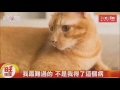 樂公益"角落動物園" 關心流浪貓狗